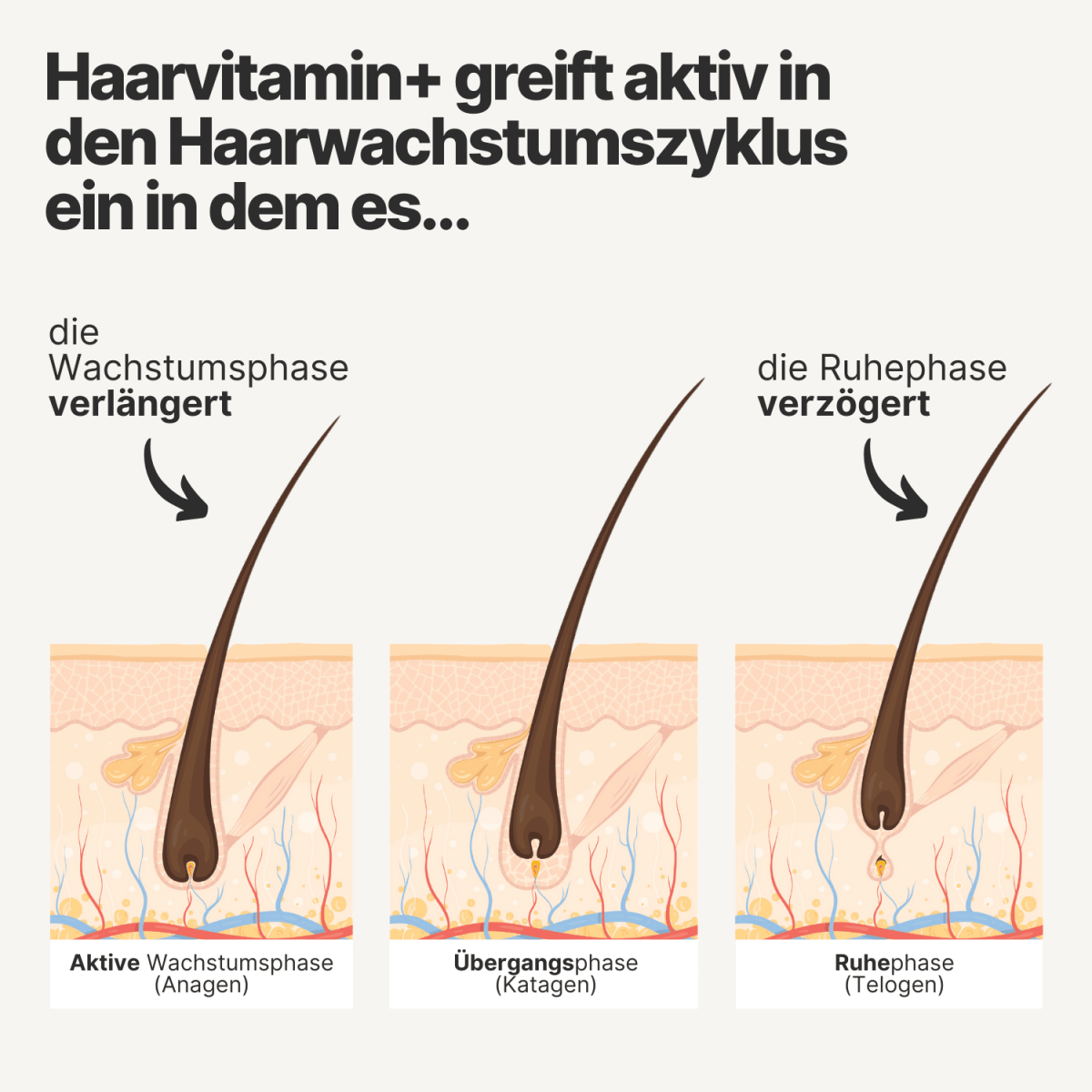 haar vitamine haarwachstumszyklus